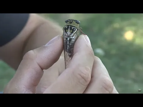 Download MP3 Sounds of the cicada