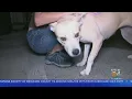 Dozens Of Dogs Cats From Louisiana Brought To Broward Ahead Of Ida s Arrival