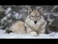Download Lagu Wolf song //nórdica vargsangen #wolf #wolfsong