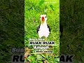 Download Lagu SUARA PIKAT RUAK RUAK AMPUH 2 MENIT DATANG SUARA JERNIH #youtubeshorts #videoshorts