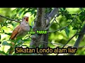 SIKATAN LONDO DI ALAM LIAR GACOR