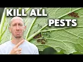How to Eliminate ALL Pests in the Garden NO MERCY