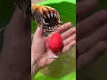 Download Lagu NEVER TOUCH SAND WITH YOUR BARE HANDS | I FOUND REAL DEATH WORM #shorts