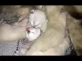Newborn adorable Siamese Kittens 1 Week Old Bucketlist