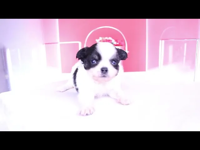 動画