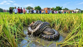अजगर ने सियार को जिन्दा ही निगल लिया 😱  फिर कैसे पानी लगे धान के खेत मुझे भी घसीटा 