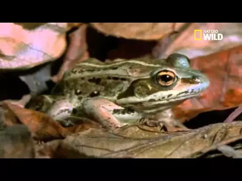 La grenouille rieuse, un batracien au chant très puissant