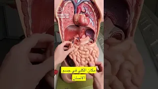 افضل توضيح لأجزاء جسم الانسان من الداخل 
