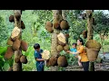 Download Lagu Harvesting Jackfruit for Sale | Single Mom Designs a Bamboo Swing