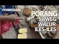 Download Lagu Perbedaan PORANG, SUWEG, WALUR, ILES ILES melalui Umbi