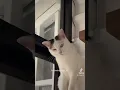 Download Lagu Punya kucing kok jutek banget ✨😩 #trending #catlover #kucingviral #kucinglucu #kucingtiktok