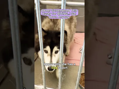 Owner Surrendered This Husky for BITING..I Sat Down Anyway