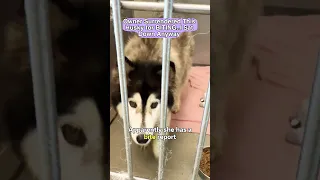 Owner Surrendered This Husky for BITING..I Sat Down Anyway