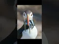 Download Lagu With so much food in its mouth, it is a great temptation for hungry birds. #wildlife #animals