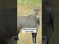 Download Lagu Nilgai DROPPED With a 50 BMG! @HighRoadHunting #shorts