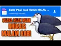 Download Lagu SUARA PIKAT RUAK RUAK MALAM HARI DIJAMIN LANGSUNG RESPON 2022