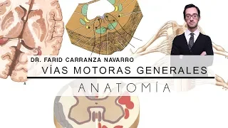 Anatomía | Vías Motoras