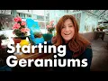 How to Grow and Care for Geraniums 🌺 // Garden Answer