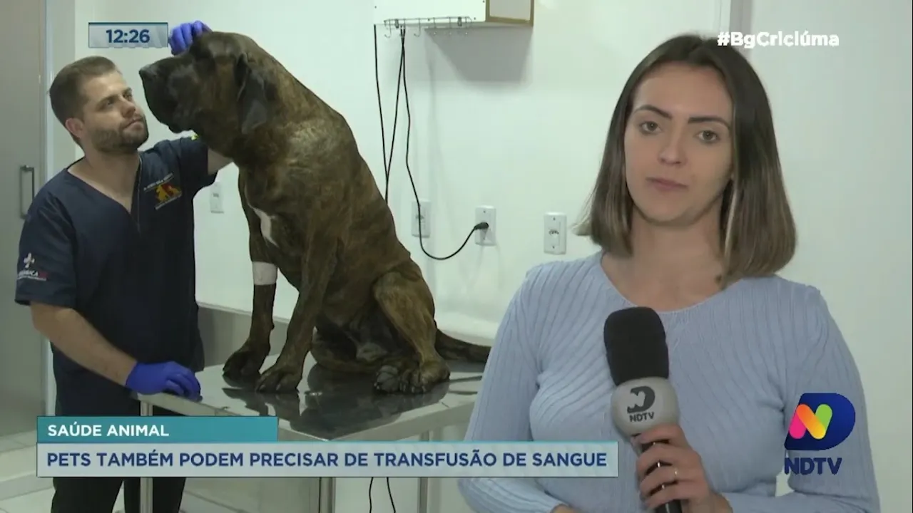 Pets também podem precisar de transfusão de sangue