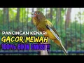 Download Lagu Burung KENARI Gacor !! Suara PANCINGAN KENARI PAUD Belajar BUNYI Ngeriwik - MASTERAN Kenari PAUD