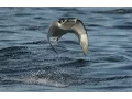 INCREDIBLE FLYING RAYS