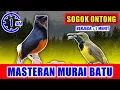 Download Lagu MASTERAN MURAI BATU - suara Sogok ontong nyeceret jernih keras berjeda 1 menit FULL 1 JAM