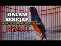 MURAI BATU GACOR Ampuh buat PANCINGAN MURAI biar Emosi lawan jadi NYAUT BUNYI BONGKAR MATERI ISIAN 
