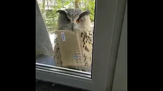 خدمة من درجو الاولى                                     دندنها