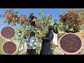 Download Lagu Iraans nomadenleven 🌄 | Wilde bergpistacheoogst🌿 | Door een nomadenfamilie in Zagros⛰️
