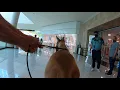 Download Lagu Cash 2.0 Great Dane visits an indoor shopping mall 1