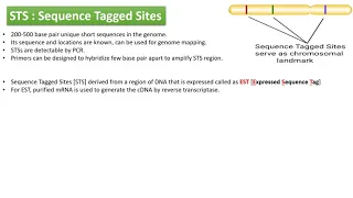 Sequence Tagged Sites STS Mapping Expressed Sequence Tags EST genome mapping