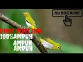 Download Lagu Suara pikat pleci liar !!!!!100%ampuh!!!!!!!!!!!!