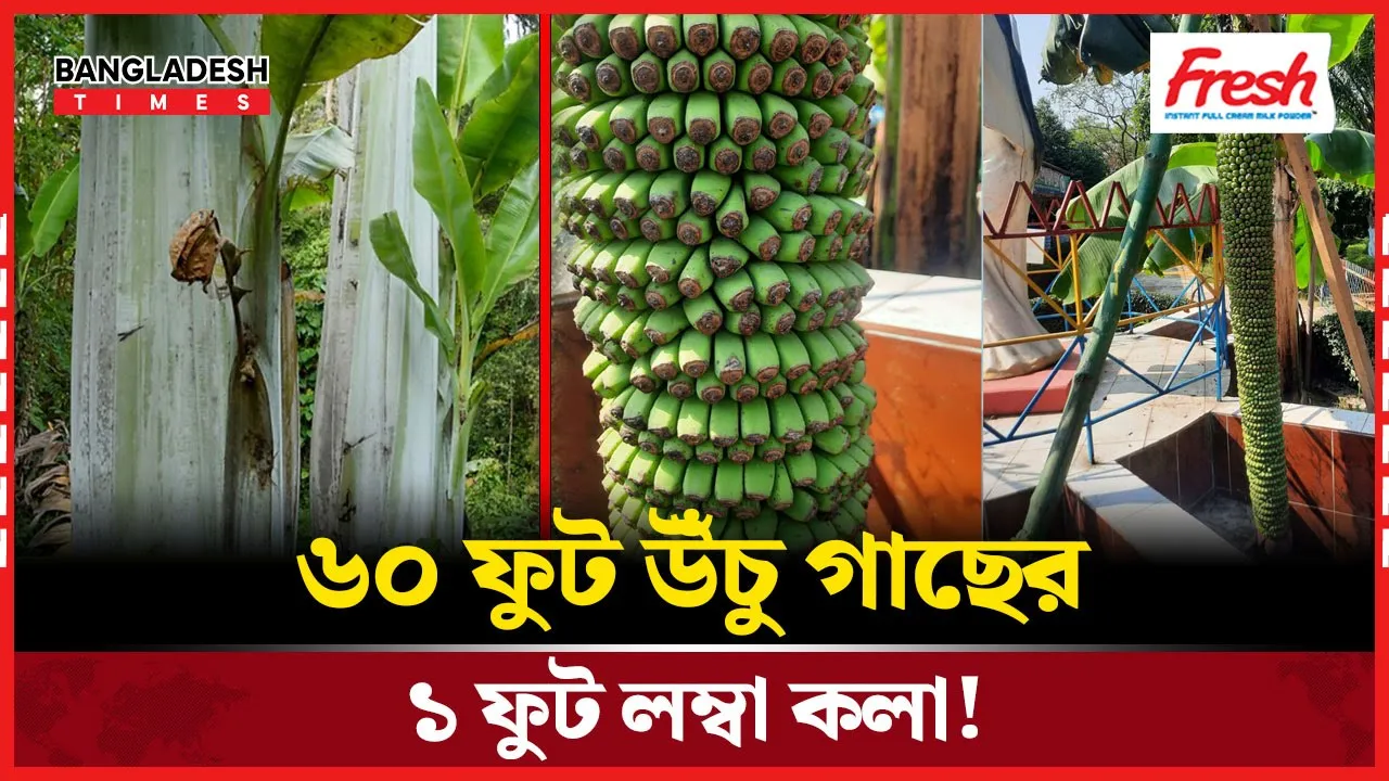 ৬০ ফুট উঁচু কলাগাছ, জায়ান্ট হাইল্যান্ড ব্যানানার বিস্ময়