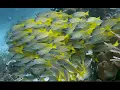 Download Lagu Raja Ampat (Indonesia) Scuba Diving Christmas '22 (4k)