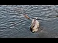 A Dangerous River Crossing for This Zebra