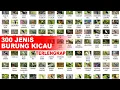 Download Lagu 300 JENIS BURUNG KICAU, NAMA NAMA BURUNG KICAU