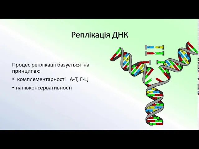 Тест по теме днк. Dnk va rnk tuzilishi. молекула рнк отличается от днк тем что.