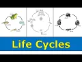 Life Cycles