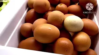 جيجـــــــل الفندق الجميل Hotel Sultan Jijel فندق السلطان جيجل بشاطئ كتامة مدينة جيجل 