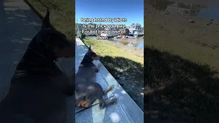 #Fyp #foryourpage #fypシ #pets #doberman