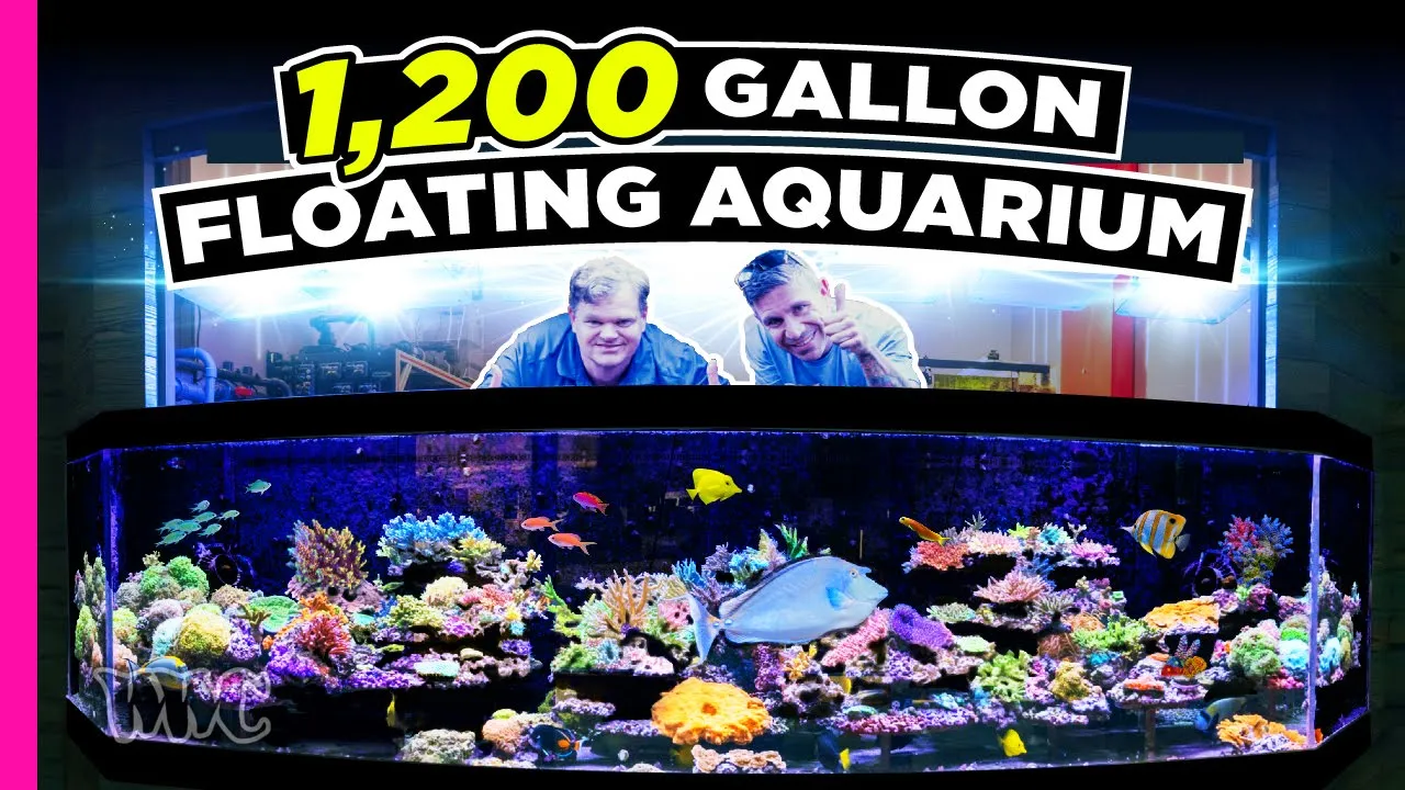 CoralVue HQ — 1,200-Gallon In-House Reef