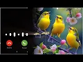 Download Lagu Bird Bgm Ringtones, Bird chirping, Instrumental ringtone, Bird Sound ringtones