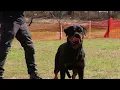 2026-Zecke von Evman - V1 Champion Females