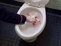 Spongebob Squarepants - Patrick s Special Treatment