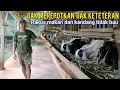 Download Lagu Dari Sapi Malah Ganti Kambing Sebagai Usaha Sampingan Yang Tidak Bikin Keteteran