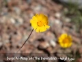 Download Lagu Surat Waqiaa - سورة الواقعة  Ahmed Al Ajmi أحمد بن علي العجمي