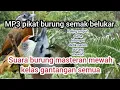 Download Lagu SUARA PIKAT SEMUA JENIS BURUNG SEMAK ll.mp3 pikat burung masteran mewah #pikatmasteran #pikatburcil