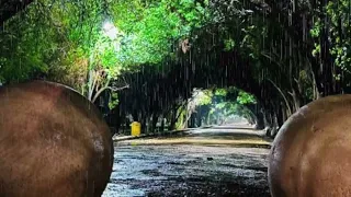 منظر متحرك لجو ماطر مع صوت المطر بدون حقوق نشر وطبع للمونتاج يسمح بإعادة النشر 