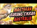 Lagu burung cikrak australia / wren bird sound kicauan rapat masteran dan pancingan /  dedaunan kuning