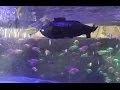Micro RC Submarine Review